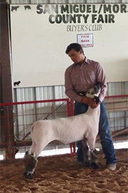 Barr Club Lambs Winners